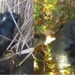 Police officers endure freezing temperatures to save a blind border collie from a pond