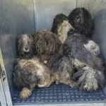 Matted Dogs Huddle Together In Shelter — Then They Get A Bath And Everything Changes