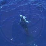 Orcas seen hunting great white sharks to eat their livers in drone footage recorded in Mexico